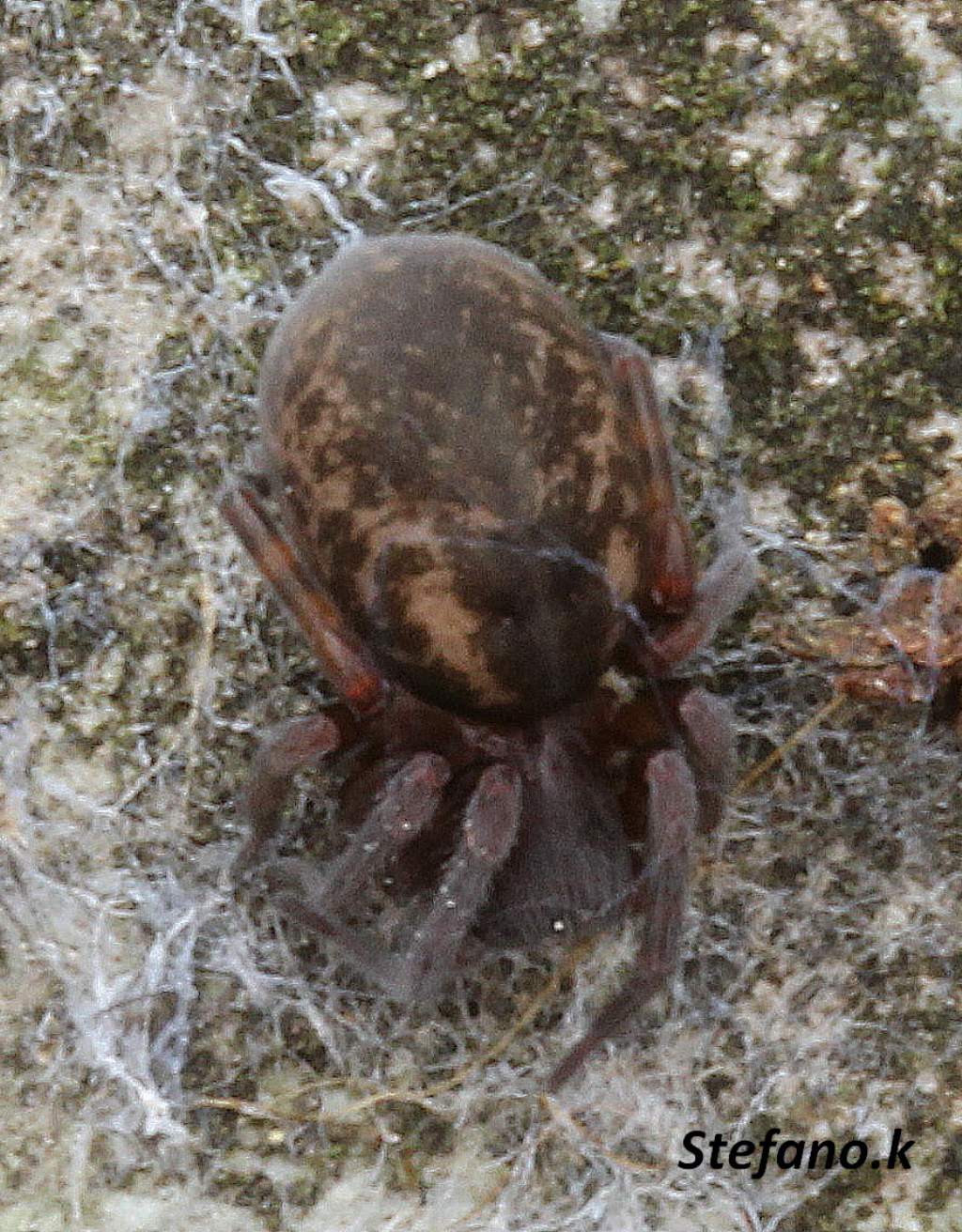 Amaurobius erberi - Padriciano (TS)